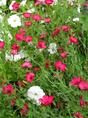 Petunya ve dekoratif pembe linum çiçek yatakta.
