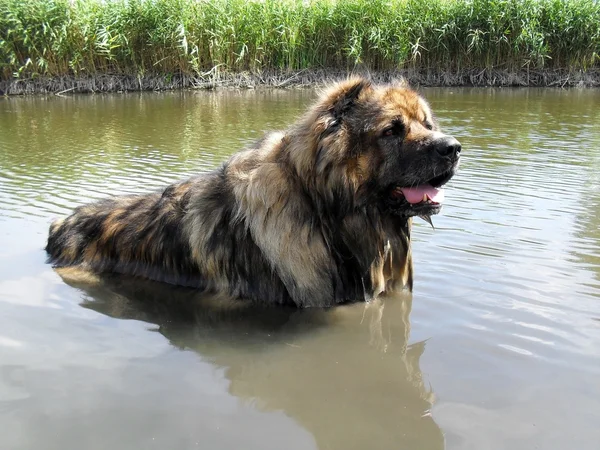 El perro ovejero caucásico en el agua . — Foto de Stock