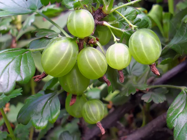 Olgunlaşma bektaşi üzümü bir Bush bir bektaşi üzümü yakın çekim. — Stok fotoğraf