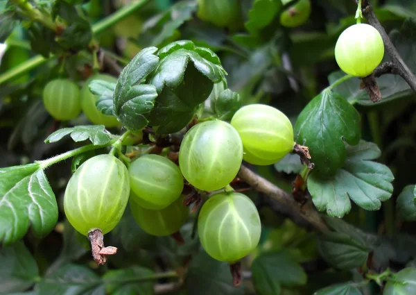 De rijping kruisbes op een bush een kruisbes close-up. — Stockfoto