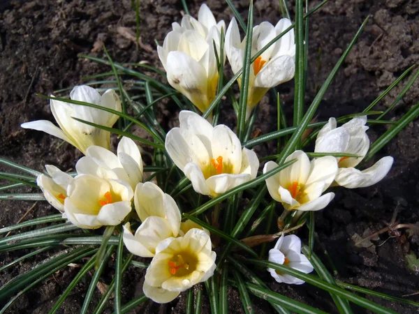 White crocuses in a garden close up. — Stock Photo, Image
