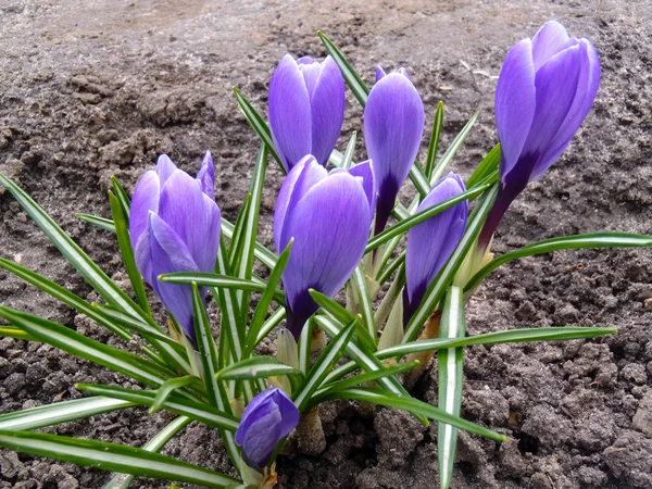 Bir bahçe içinde Lila çiğdemler yakın çekim.