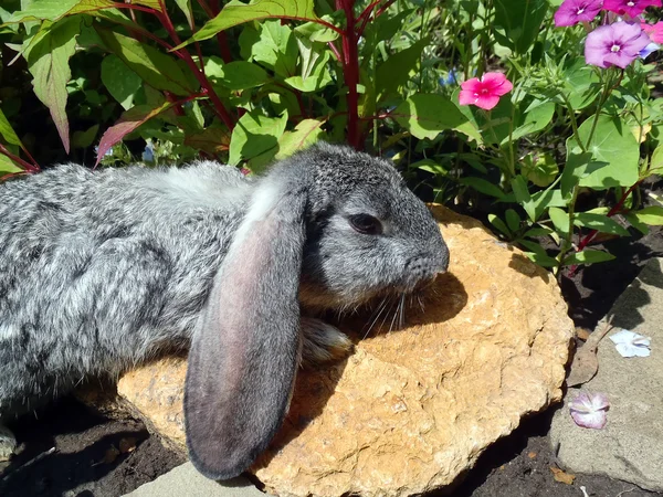 Conejo de orejas grises en un lecho de flores de cerca . — Foto de Stock