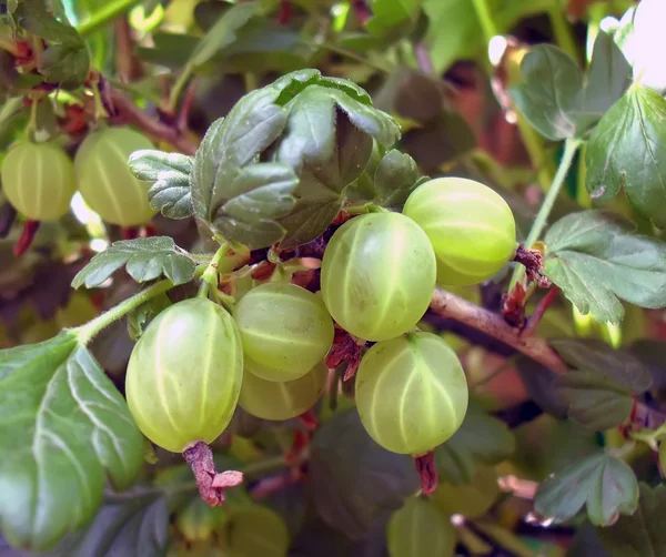 De rijping kruisbes op een bush een kruisbes close-up. — Stockfoto