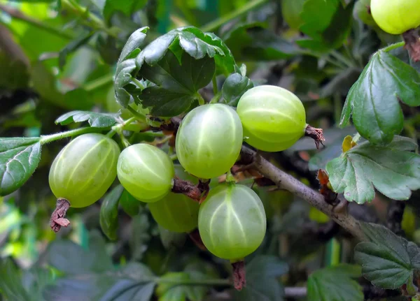 De rijping kruisbes op een bush een kruisbes close-up. — Stockfoto