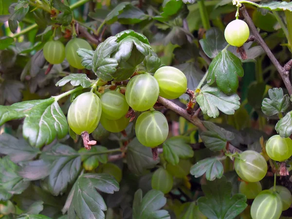 Gooseberry matang di semak-semak gooseberry menutup . — Stok Foto