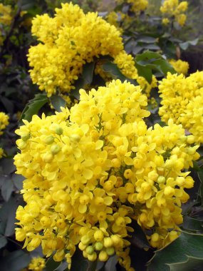 Çiçek açması mahonia aquifolia ilkbaharda, makro.