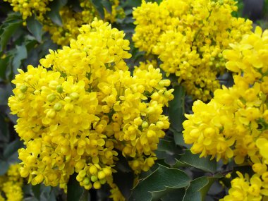 Çiçek açması mahonia aquifolia ilkbaharda, makro.