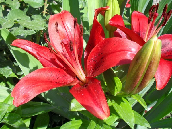 Red east lilies close up — Stock Photo, Image