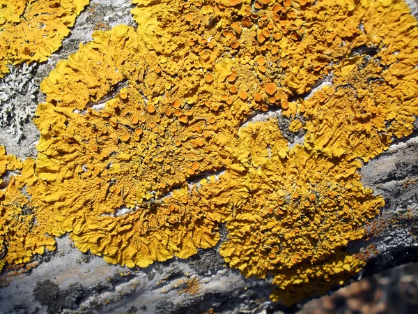 Lichen on an old tree, macro. — Stock Photo, Image