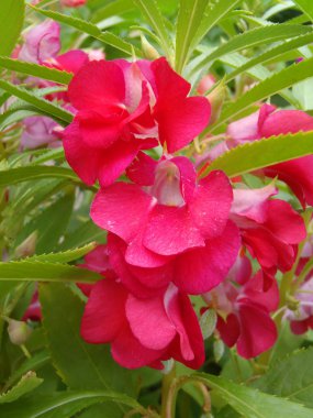 Balsam koyu kırmızı renk makronun 