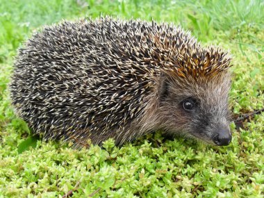 Kirpi Avrupa yeşil çimenlerin üzerinde kapat.
