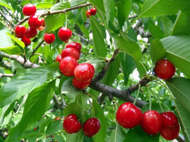 Olgun tatlı kiraz ağacı üzerinde kapat.
