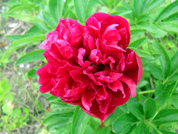 Crimson pion i en trädgård, makro. — Stockfoto