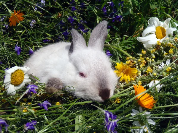 Kleine witte konijn in wilde bloemen close-up. — Stockfoto