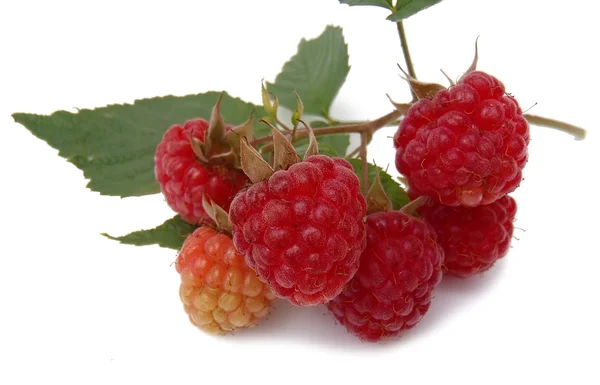 Ripe raspberry on a white background (a still life from garden berries). — Stock Photo, Image