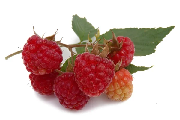 Ripe raspberry on a white background (a still life from garden berries). — Stock Photo, Image