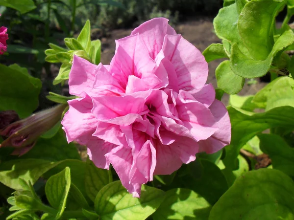 Рожева террі петунія в саду крупним планом . — стокове фото