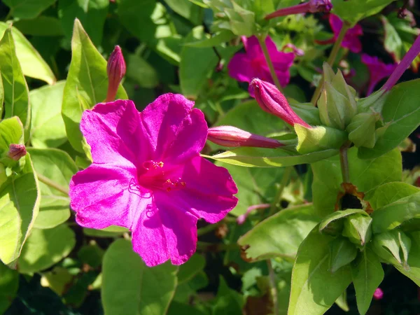 Crimson Mirabilis i en trädgård på nära håll. — Stockfoto