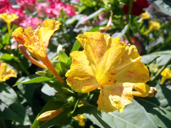 Κίτρινο Mirabilis σε έναν κήπο από κοντά. — Φωτογραφία Αρχείου