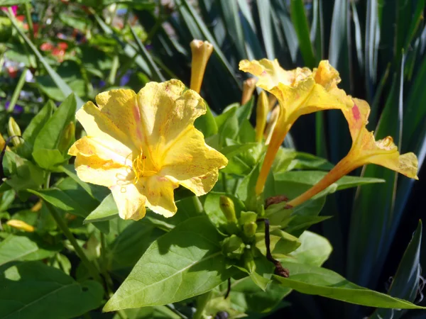 Κίτρινο Mirabilis σε έναν κήπο από κοντά. — Φωτογραφία Αρχείου