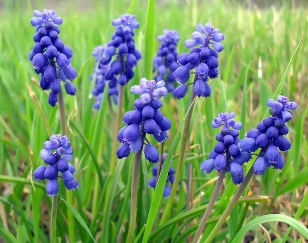 Muscari - ανοιξιάτικα βολβώδη λουλούδια κοντά. — Φωτογραφία Αρχείου