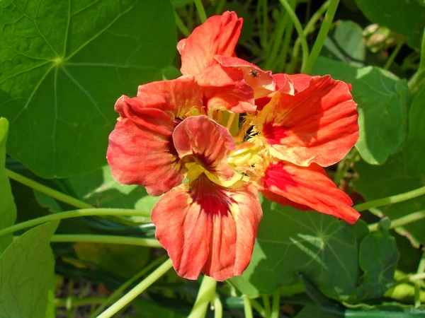Flower of an orange nasturtium close up. — Stock Photo, Image