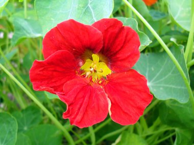 Bir kırmızı bir bahçede yakın nasturtium yukarı çiçek.