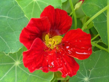 Bir kırmızı bir bahçede yakın nasturtium yukarı çiçek.