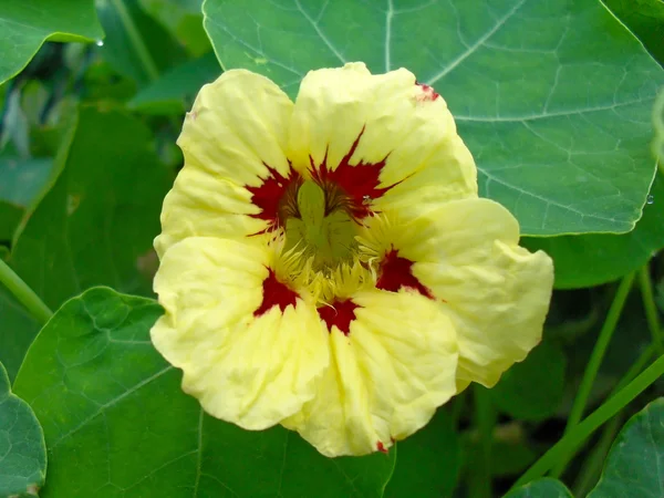 Flower of a yellow nasturtium close up. — Stock Photo, Image