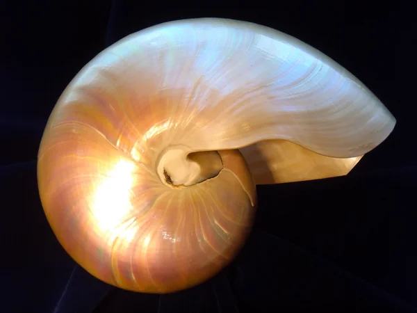 Sea nacreous cockleshell Nautilus Pompilius on a dark blue velvet, macro — Stock Photo, Image