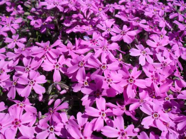 Obrieta bir bahçe yakın çekim.