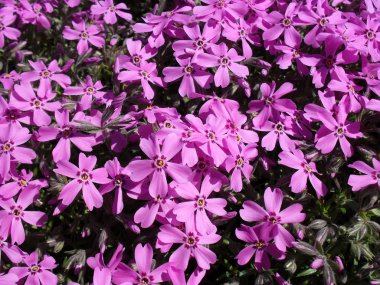 Obrieta bir bahçe yakın çekim.