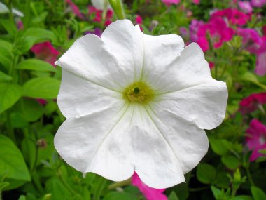 Beyaz ve koyu kırmızı bir bahçede Petunya.