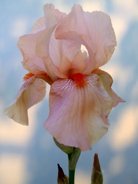 Peach bearded iris on a light background close up. — Stock Photo, Image