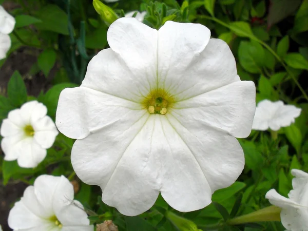 Weiße Petunien im Garten aus nächster Nähe. — Stockfoto