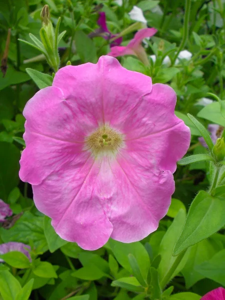 Rosa petunia i en trädgård i närheten upp. — Stockfoto