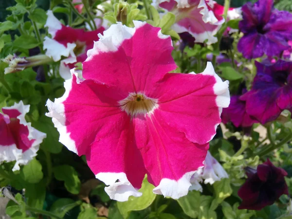 Crimson petunia in a garden close up. — Stock Photo, Image