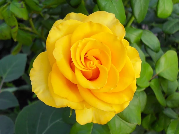 fósil Trampolín saludo Rosas amarillas fotos de stock, imágenes de Rosas amarillas sin royalties |  Depositphotos
