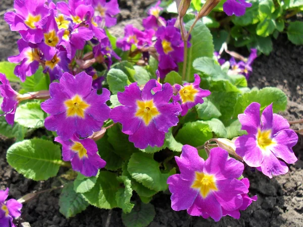 Primeln blühen im Garten aus nächster Nähe. — Stockfoto