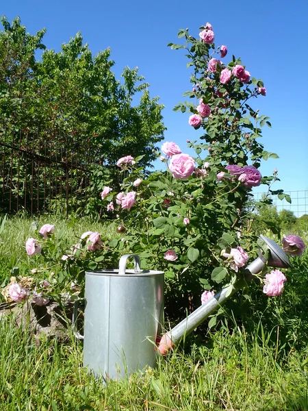 Keř růžových růží v zahradě. — Stock fotografie