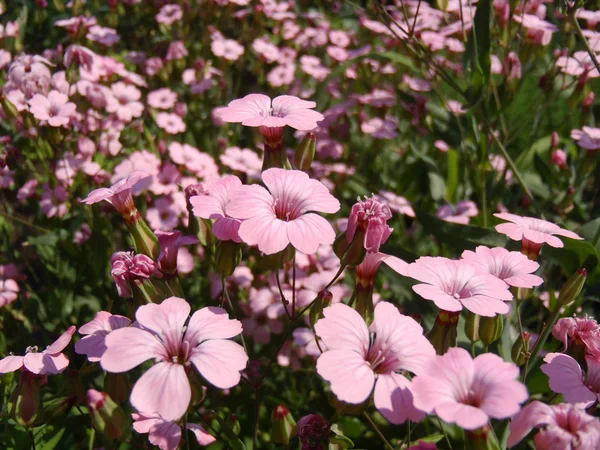 Gypsophila roze in een tuin dicht omhoog. — Stockfoto