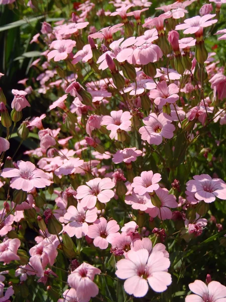 Gypsophila rózsaszín közel kertben fel. — Stock Fotó