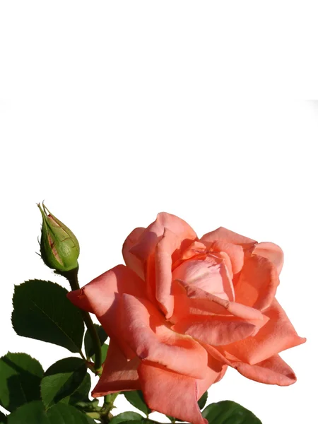 Pink rose on a white background, macro. — Stock Photo, Image