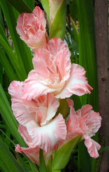 Gladiolus rosa de perto . Imagem De Stock