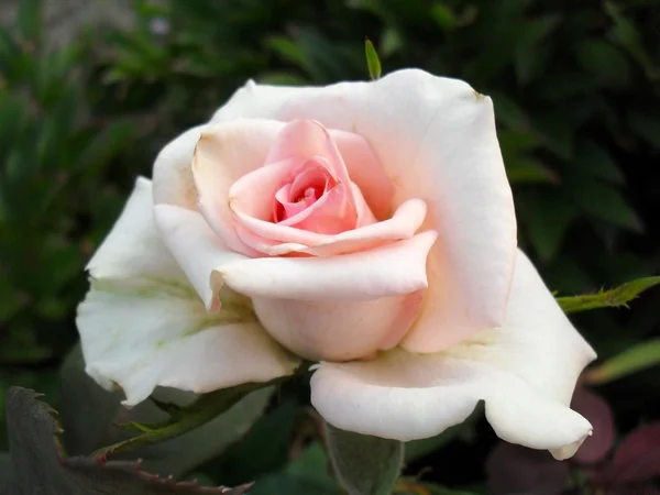 Rose rose dans un jardin, macro. Une rose de thé dans un lit de fleurs gros plan . — Photo