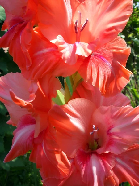 Pêssego gladiolus em um jardim de perto . — Fotografia de Stock