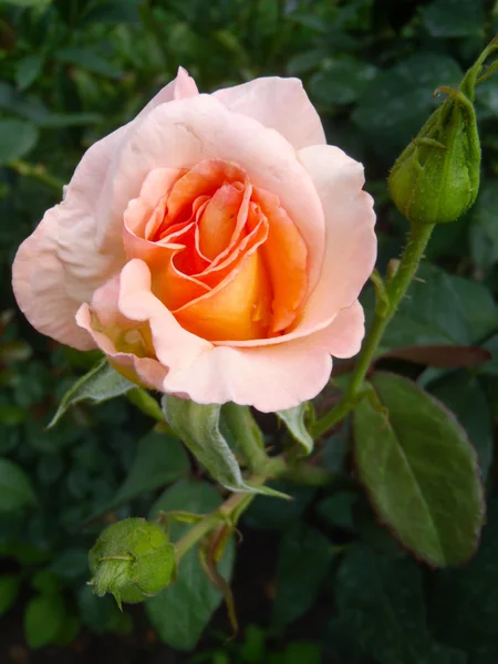 Rosa di pesca in un giardino, macro . — Foto Stock