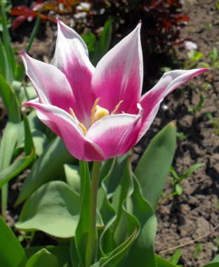 Rengarenk Lale bahçesinde yakın çekim.