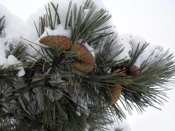 Gałęzi sosny krymska z szyszki w śniegu makro — Zdjęcie stockowe